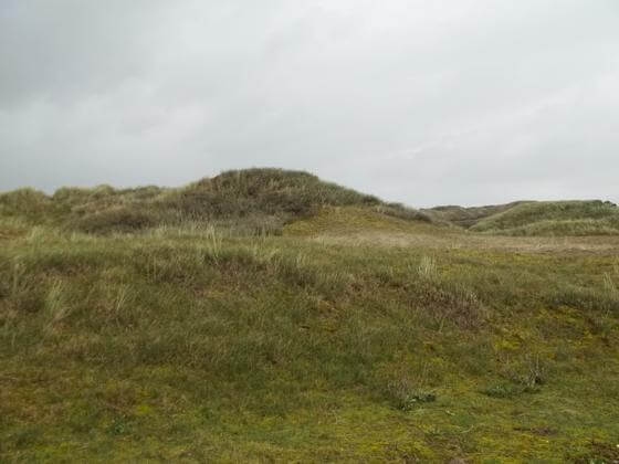 Dünen Norderney Dünenlandschaft Norderney