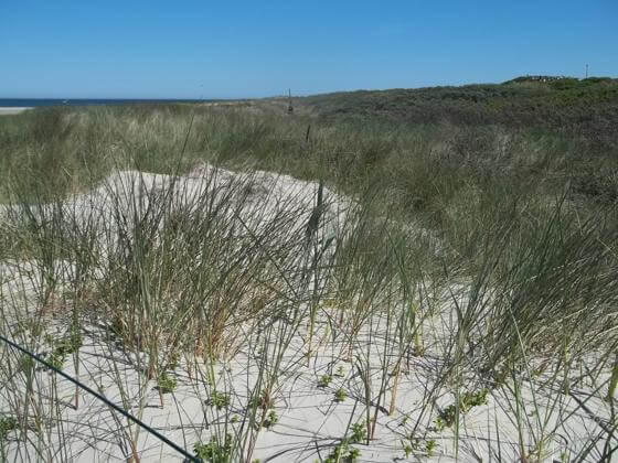 Langeoog Natur Idyllische Natur auf Langeoog