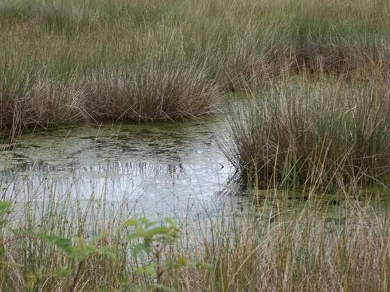 Moorlandschaft Ewiges Meer Moorlandschaft am Ewigen Meer