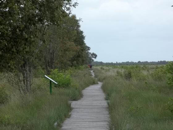 Moorlehrpfad Der Moorlehrpfad am Ewigen Meer