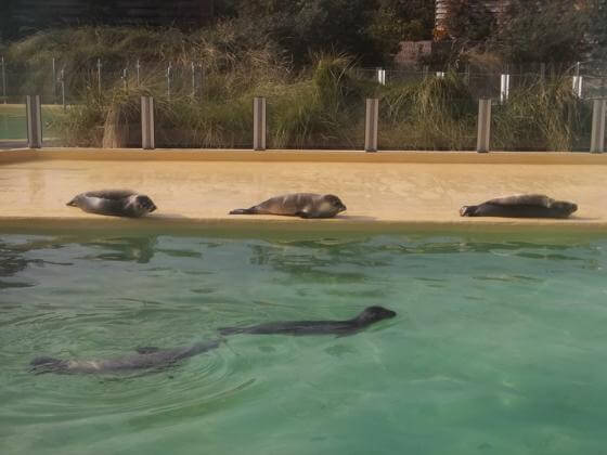 Norddeich: Seehunde in der Seehundstation Norddeich Seehunde