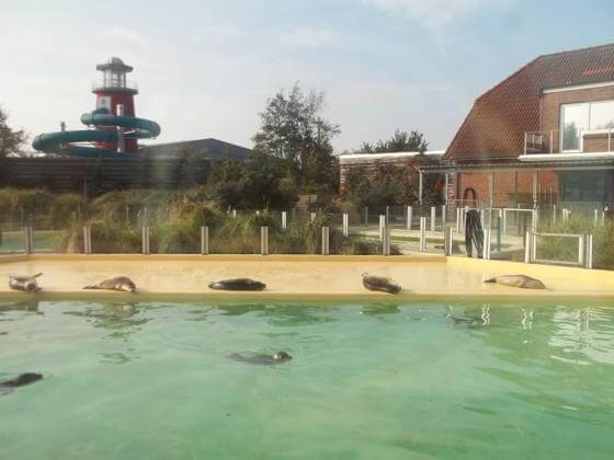 Seehunde Seehunde in Norddeich